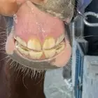 فرس