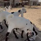 تم البيع