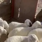 ذبايح جزله حري