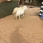 حريات دفيع فحص سونار