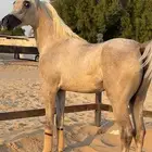 للبيع مهره واهو مكس جمال الحد 12
