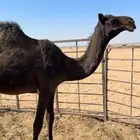 بكره مفروده