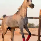 مهره واهو شيخه