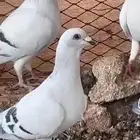 حمام شفرات شامي