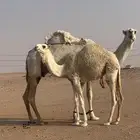 حواره وضحاء