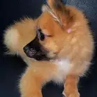 كلب شيواوا و التطعيم مطعم كامل والعمر سنه