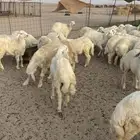 حري فاخر سعر طيب