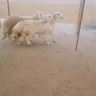 ضان للبيع