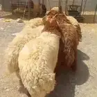 للبيع نعيم جبر