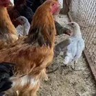 السلام عليكم دجاج براهما تركي فيومي اصل الموقع طبرجل