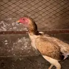 دجاجه شامو
