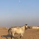 حصان واهو خط سرعة