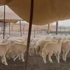 طليان ورخال حري 71 مقفلة شحم للبيع