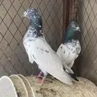 جوز باكستاني تيدي