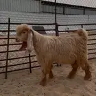 تيس اصفر عارضي
