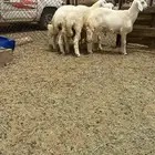 طليان