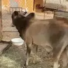 ثور