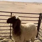 للبيع خروف