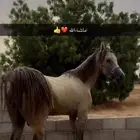 خيل كفو ماشاءالله عليه وسليم شرط وسباق وهيبه