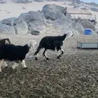 شاه والد