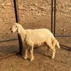 طليان