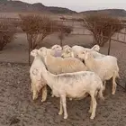 عددها 8معها خرفان 2 وتحتها 4رخال