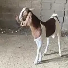 جفار كفو مقنى