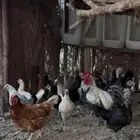 دجاج فيومي وبلدي