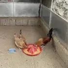 دجاج للبيع عدد3