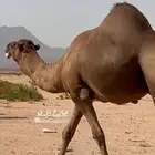 جمل ساحلي منوه القناي