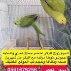 زوج دره
