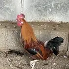 ديك كفو