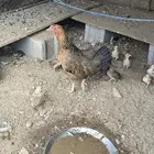 دجاجة مفرخة عليها 2 كفو