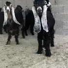 (تم البيع )جذعات4الموقع النعيرية