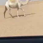 بكره جذعه