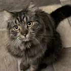 قط مفقود في الرياض