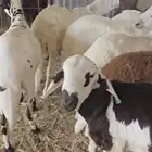 سواكن مرابي خمس شهور