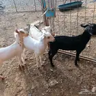 تيوس وجفار