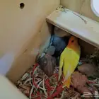 جوز روز معه 3 فروخ