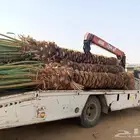 نخل للبيع مثمر جده مكه نخل مثمر للبيع بجميع المقاسات