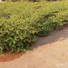 بوجود لدينااا جميع انواع الاشجااار وجميع المقاسات اشجار زيتو