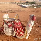 اجار جمال ركبي رحول داخل الرياض وخارج
