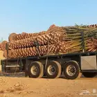 نخل للبيع بجميع المقاسات نخل للبيع مكه جده