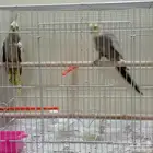 جوز كروان منتج