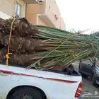 فسايل نخل للبيع مكه جده الطايف