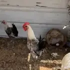 دياكه فيومي