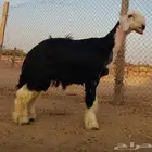 نجدي صنف