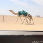 عشرا سنها جذعه حدرها بكره