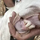 عنز ثنيه برصا