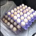 بيض بلدي لتفقيس وللأكل